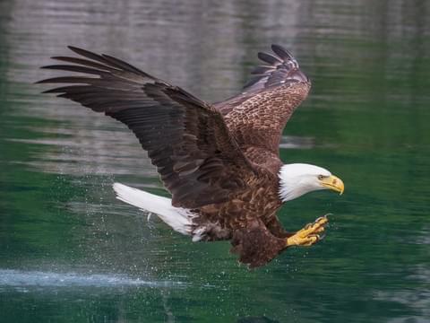 Eagle 